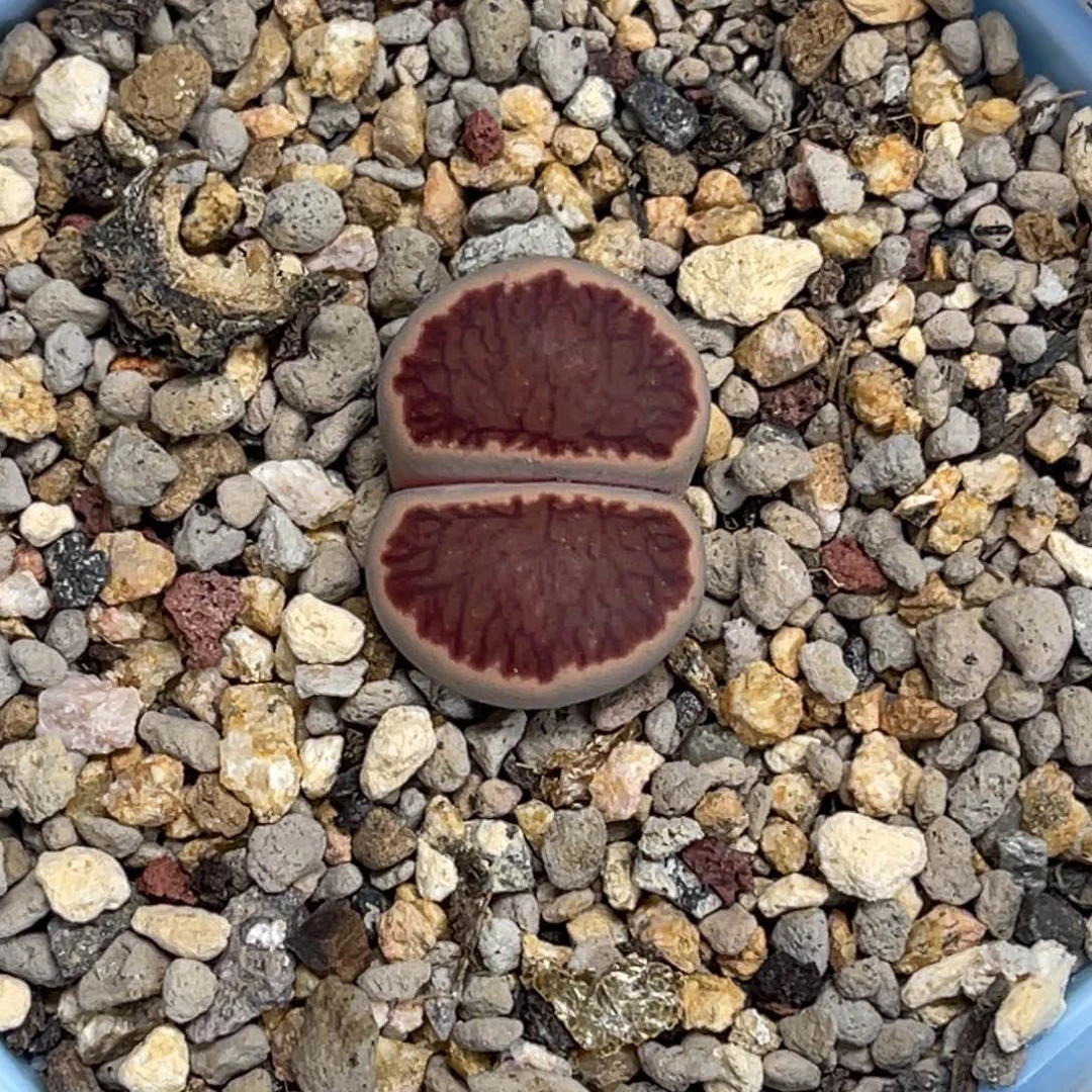 9430岛田红窗菊1丝绒尺寸1.7