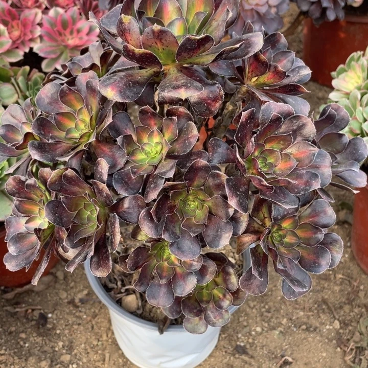 无花朵141晚霞多肉