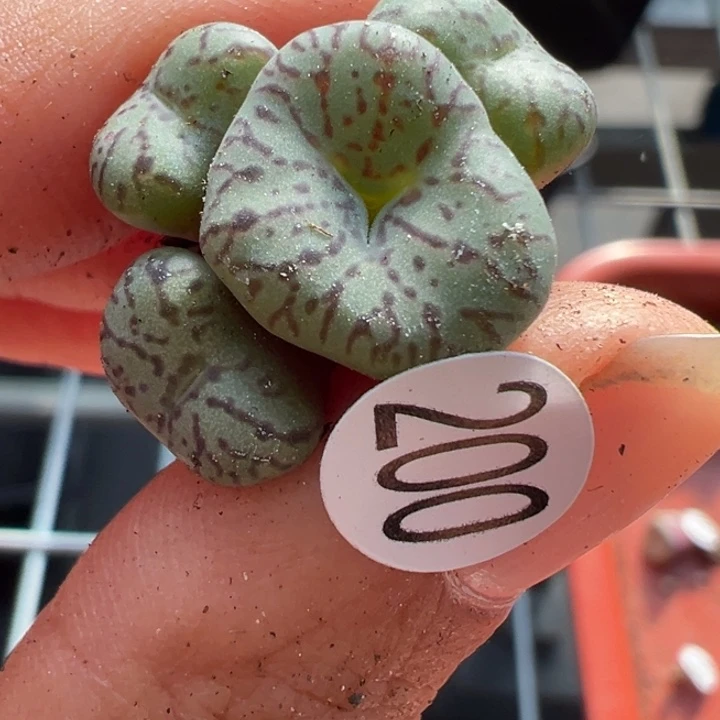 200号这颗多肉有点好看