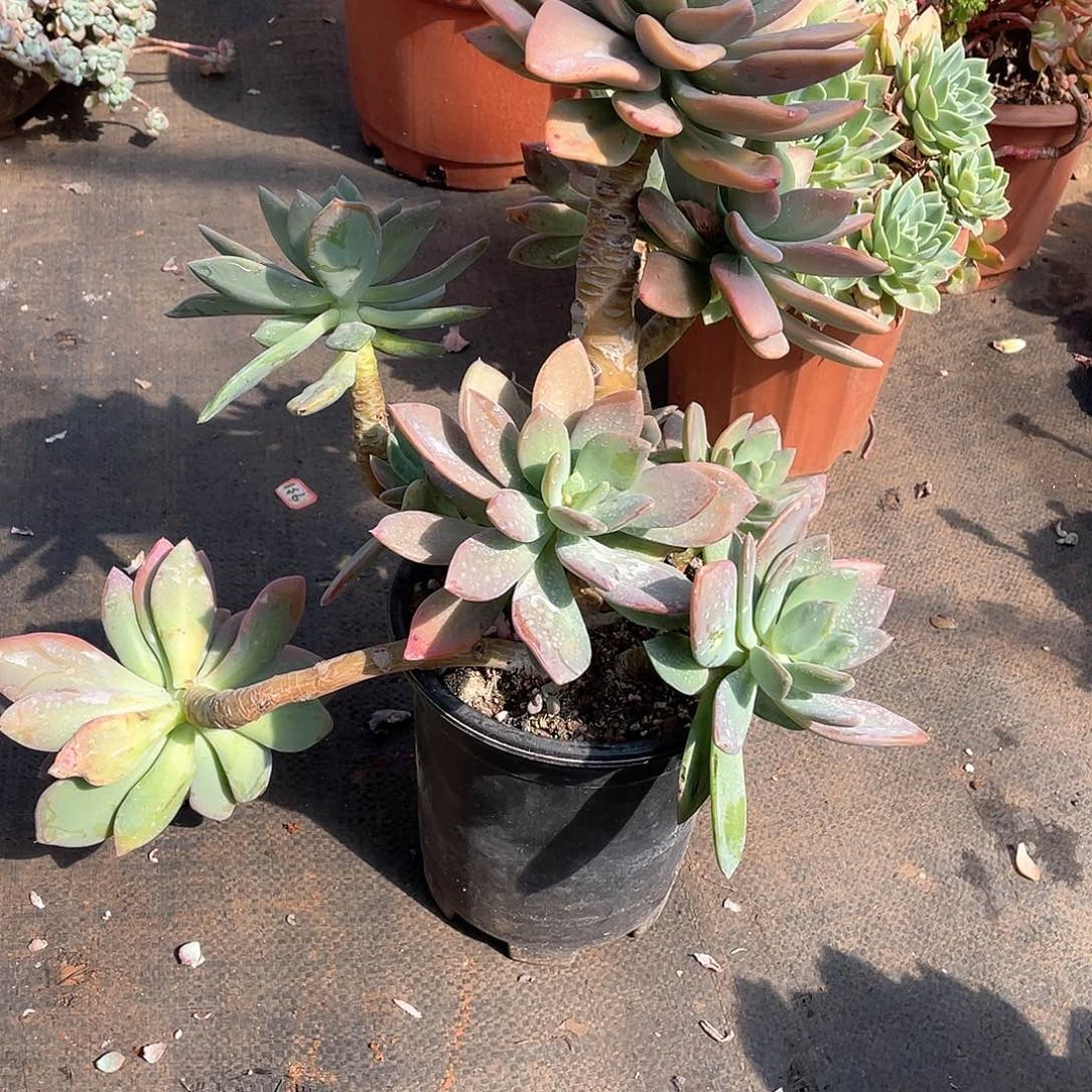 826芒果美人 一物一拍多肉