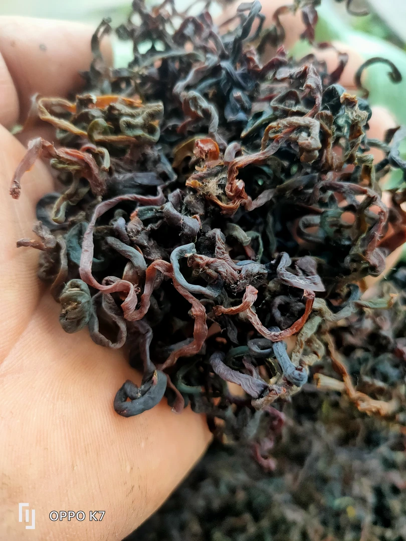 初级农副产品牛毛广微菜250克