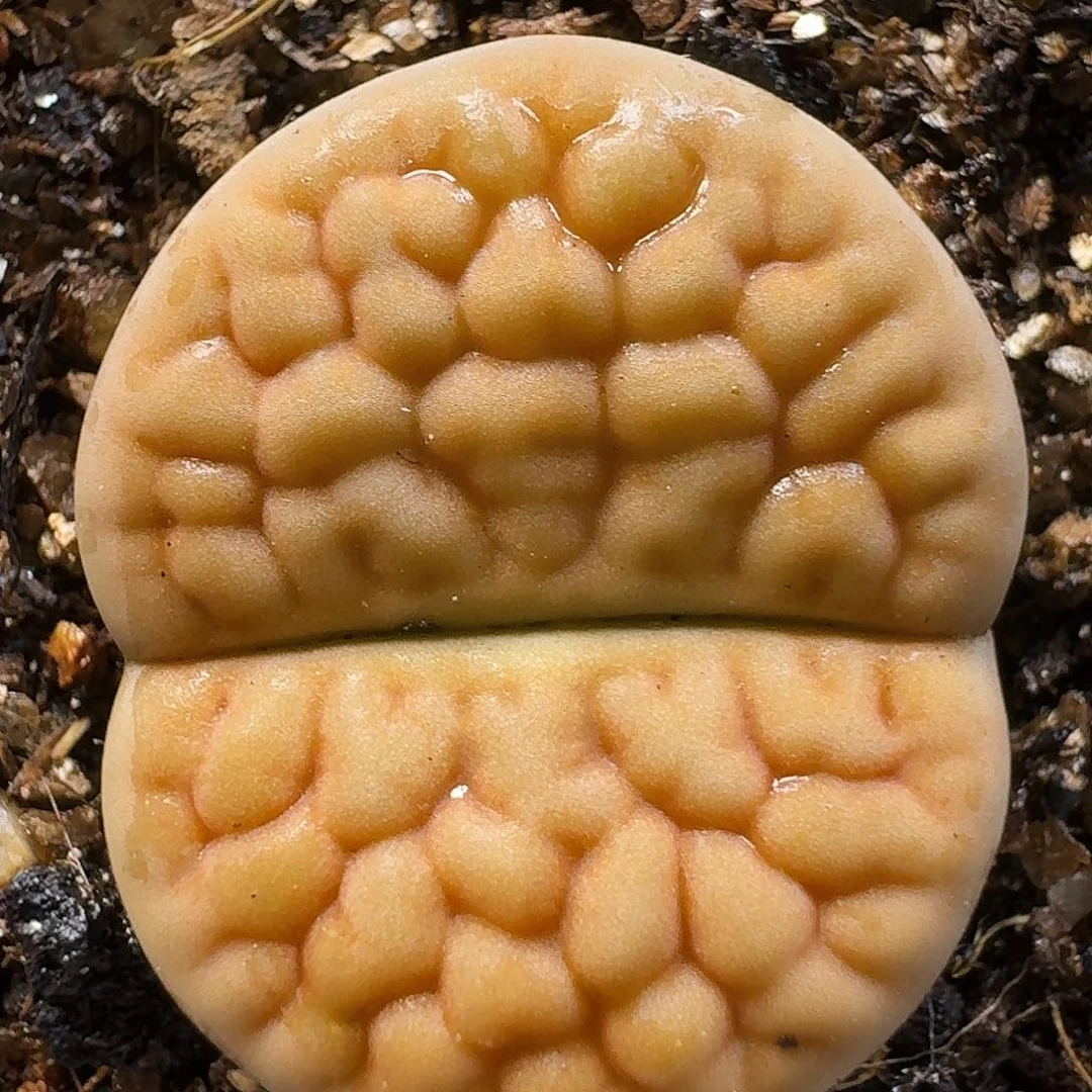 生石花11111。    251