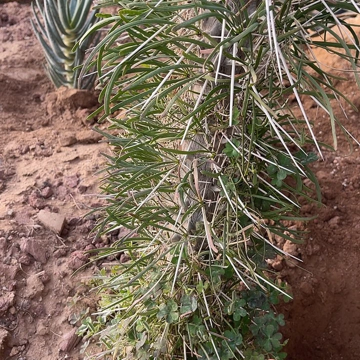 铲***官块根植物块根植物