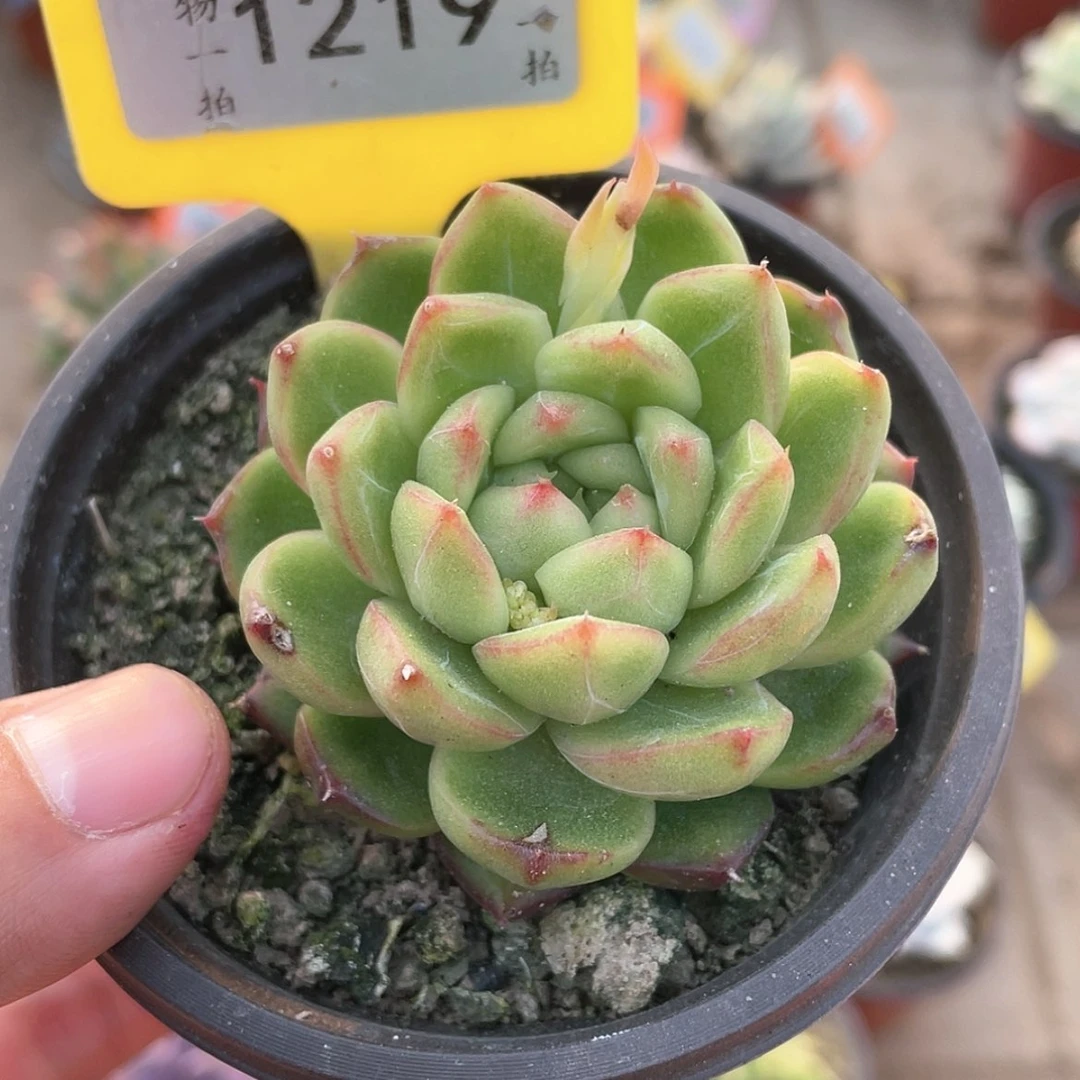 【闪购商品】1219号