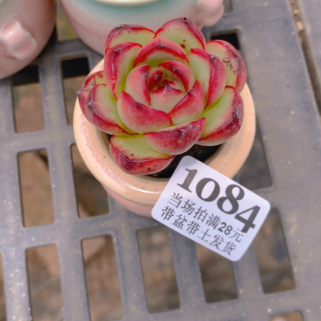 精控多肉植物1084