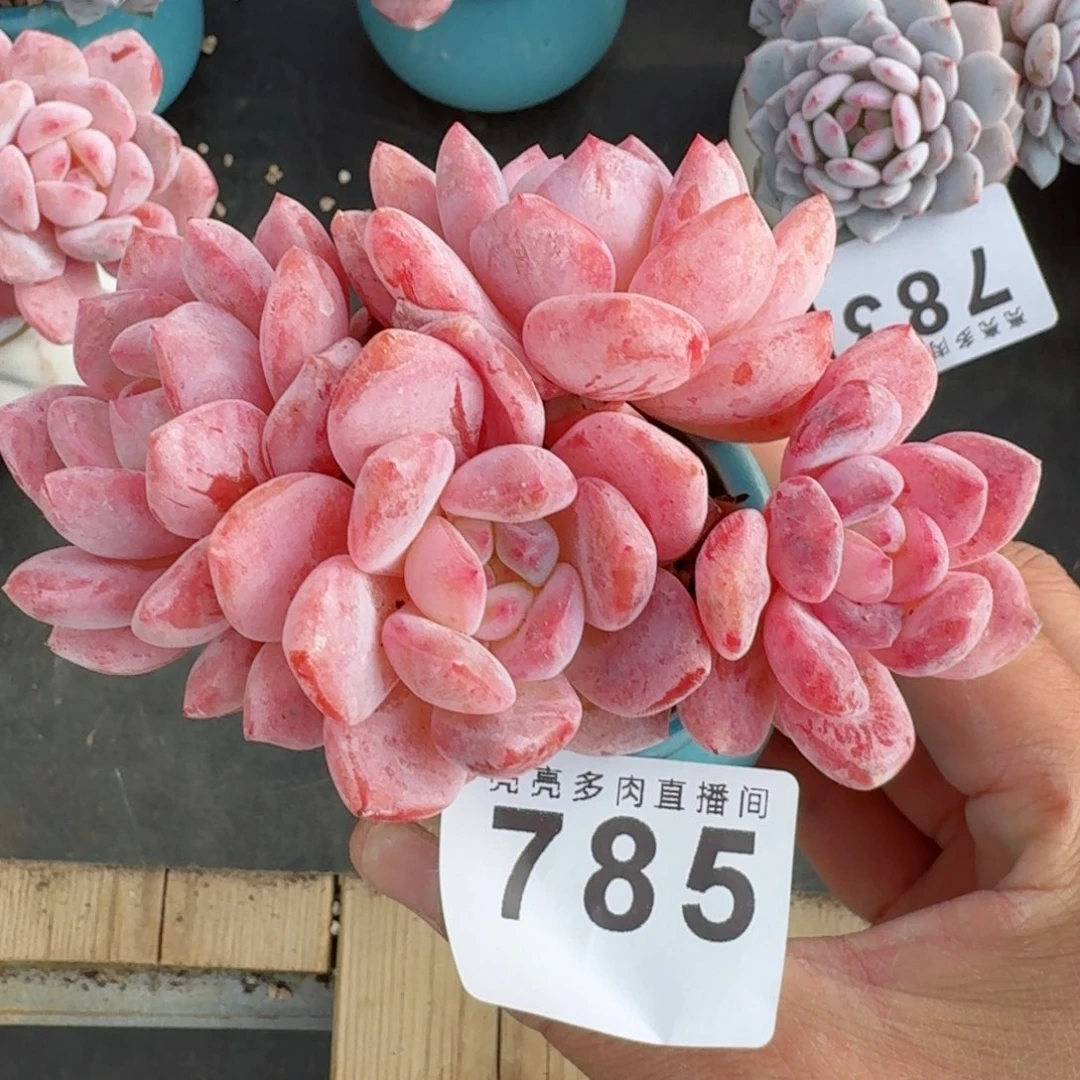 雪之魄          摇身一变高富帅，一夜暴富动作快