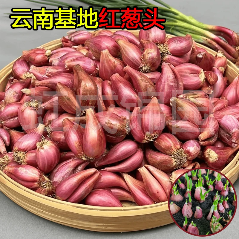 云南红葱头火葱头种熬葱油食用红葱阳台盆栽葱种苗四季香葱种头