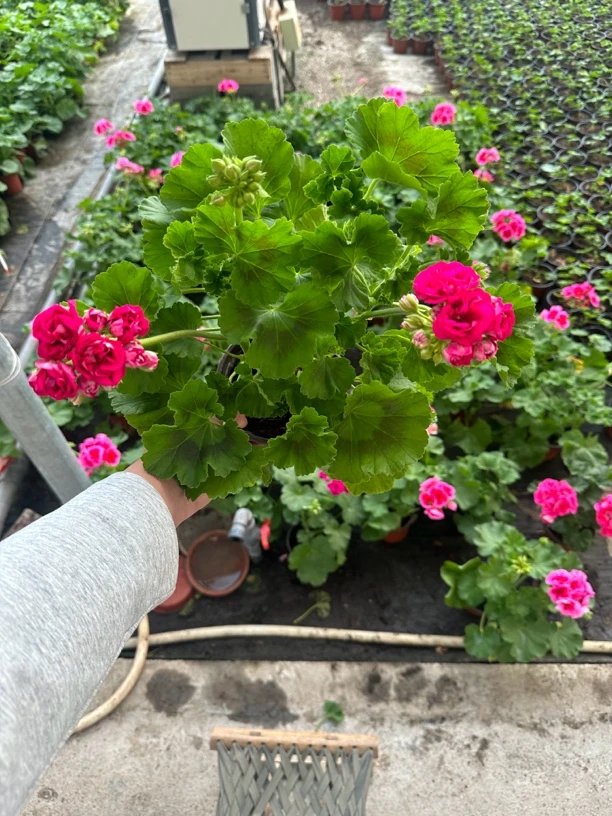 云裳直立天竺葵重瓣大花球 超大颗