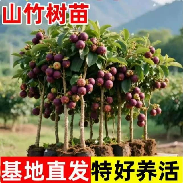 泰国山竹树苗原盆原土带叶四季盆栽黄金山竹无籽种植果树果苗南方