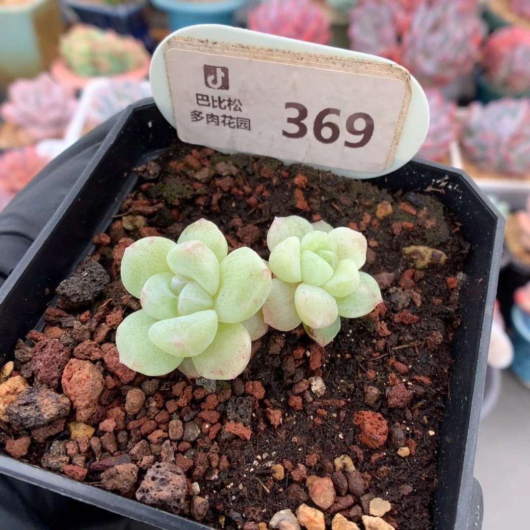 369 透心冰玉石化