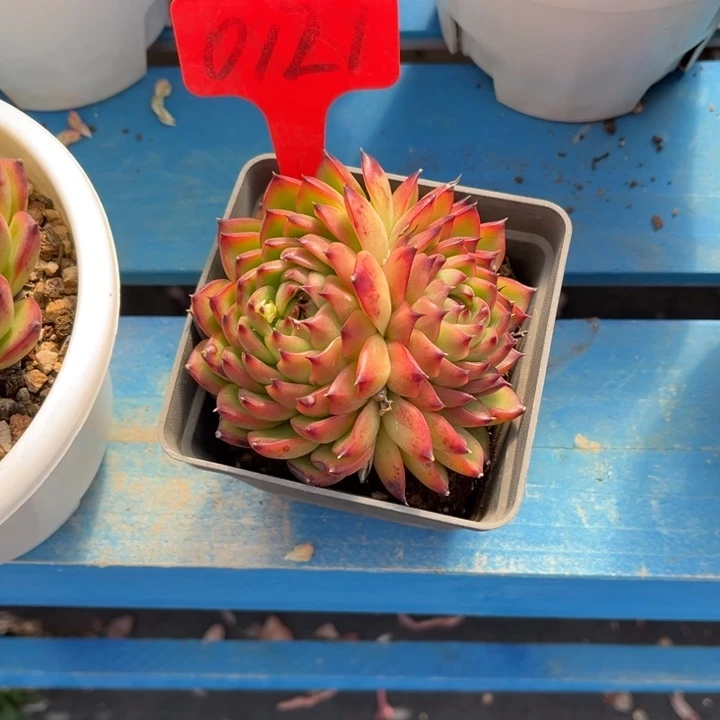 月亮石多肉植物0121