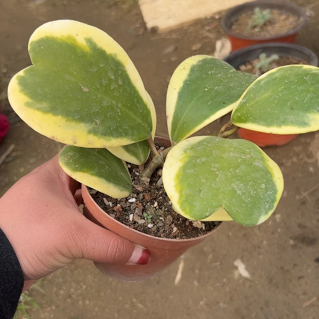 多肉植物心叶球兰