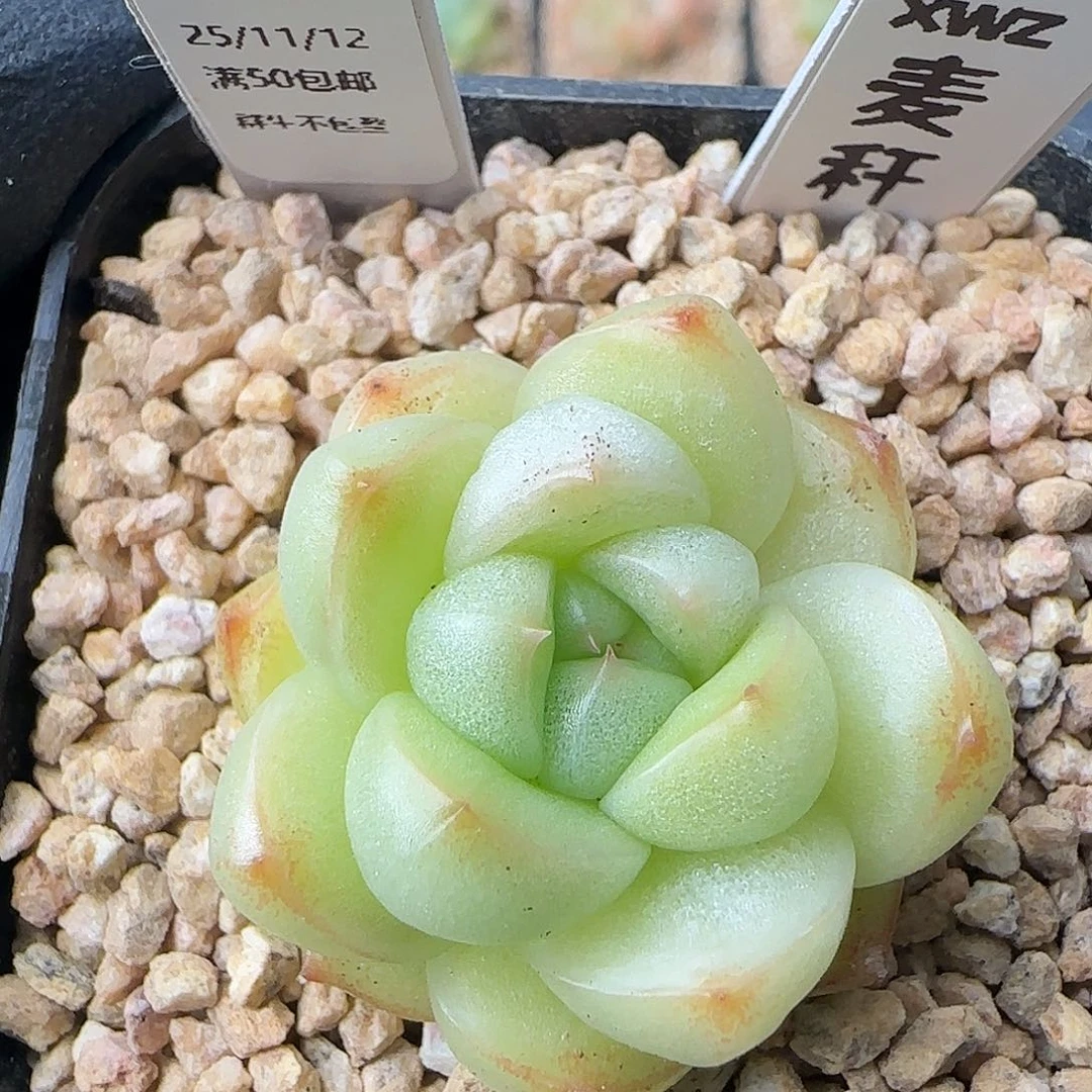 080   麦秆    5厘米盆