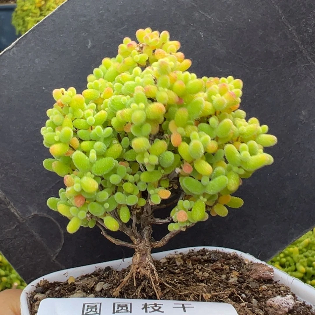 【闪购商品】dy6795精控蜜橘糖球冠幅4.5cm