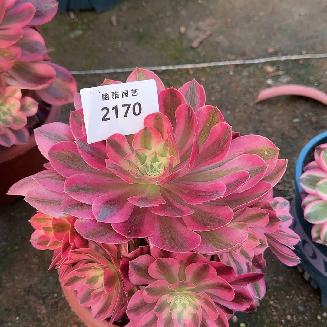 多肉植物粉女郎2170