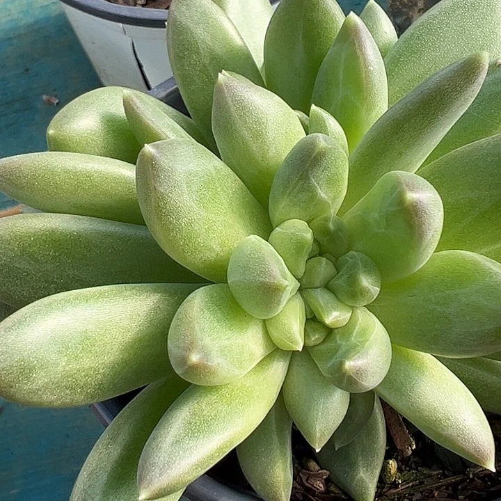 五头青璃朵朵111111