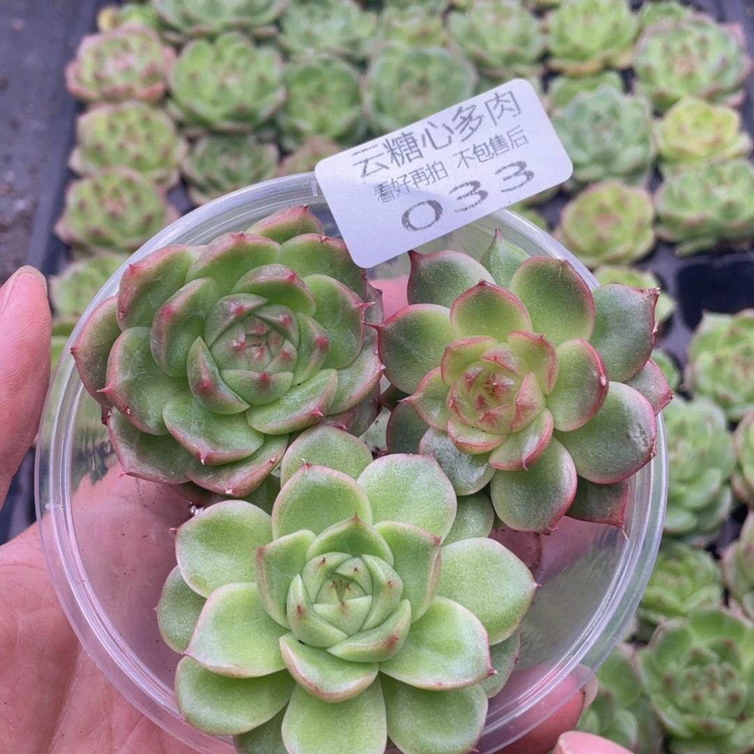 云糖心多肉植物33