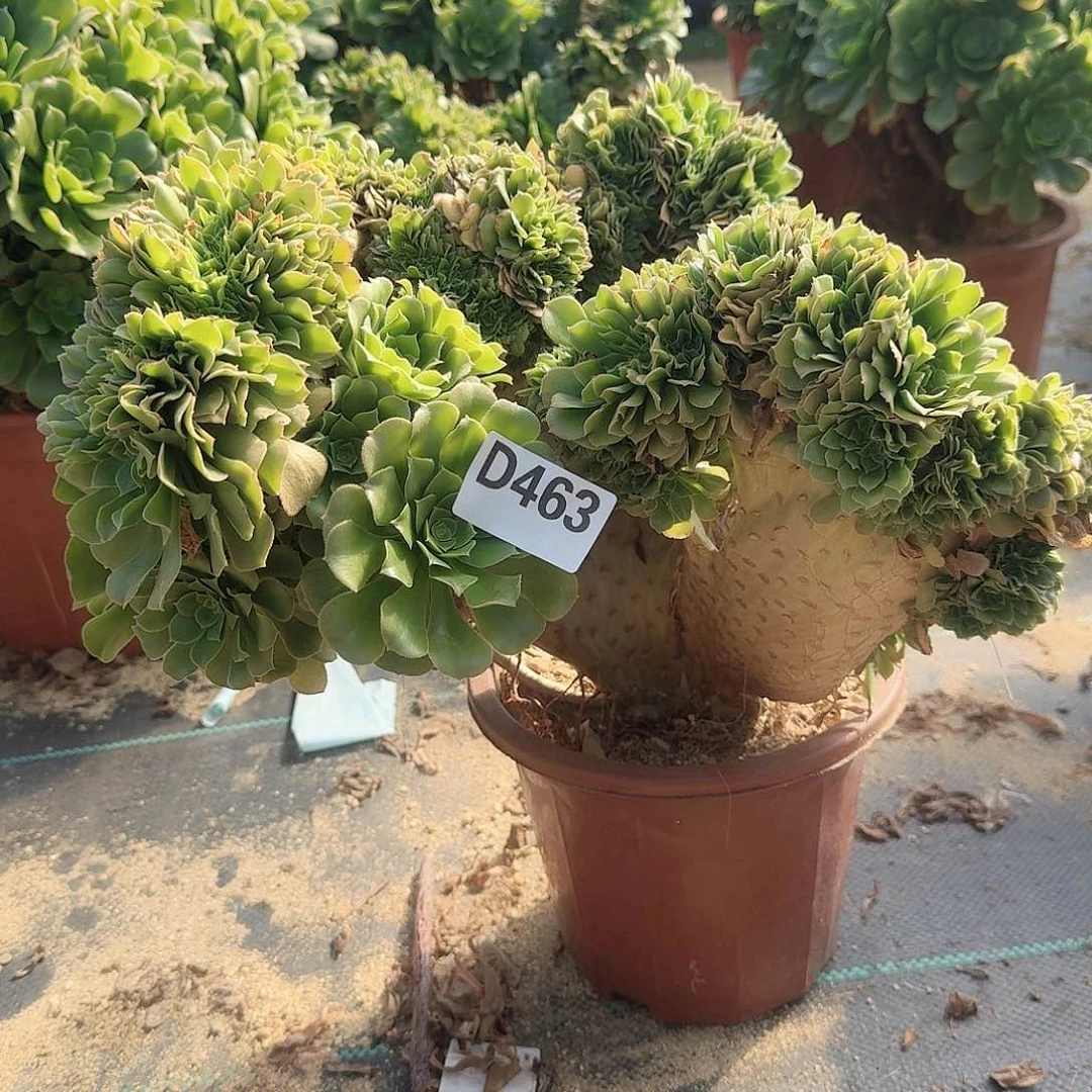 463绿缀一颗有伤