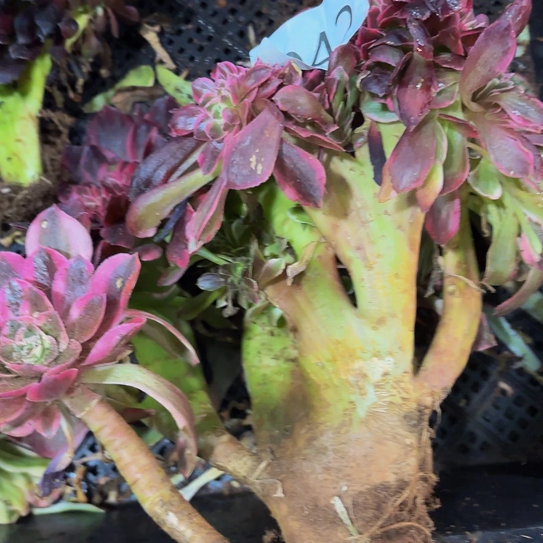 多肉植物福利042