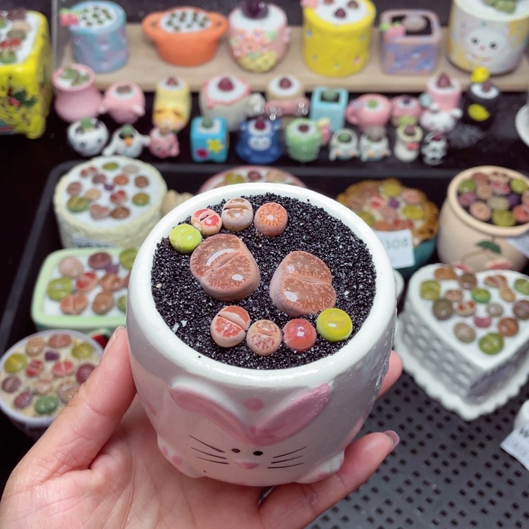 w9317 带盆土发货-零下地区拍保温箱