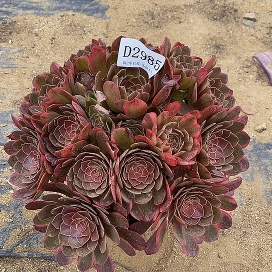 2985糖心半夏多肉法师