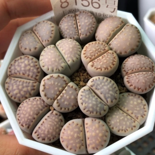 8156，母本饼干如图