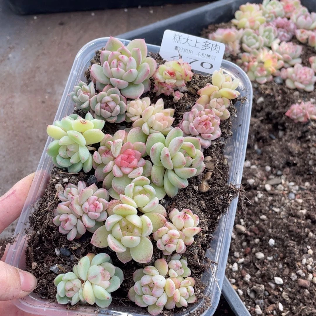 糕大上多肉植物470