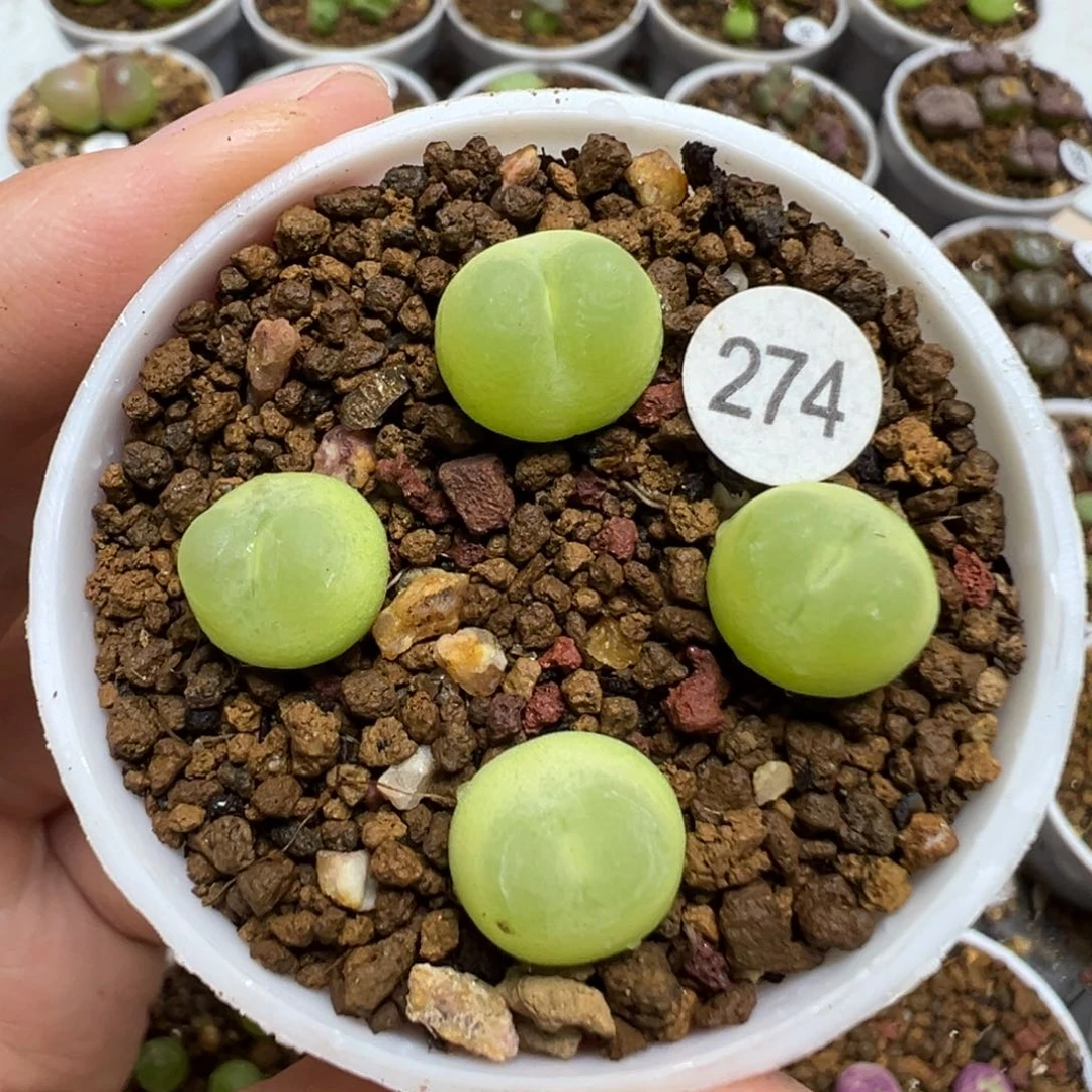 拉登4颗带盆土274000
