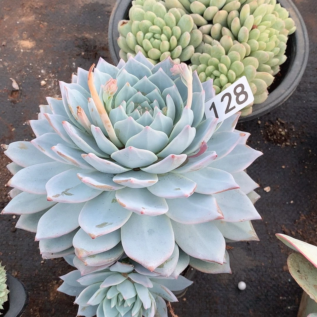 128蓝鸟一物一拍多肉