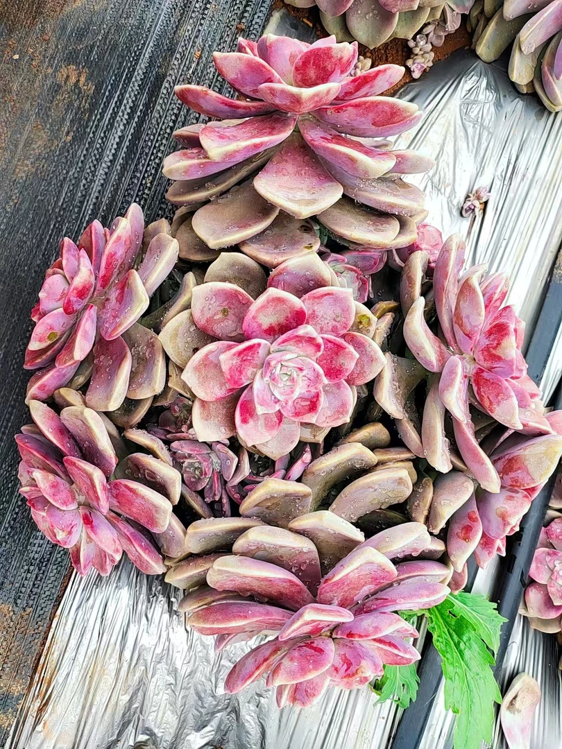 紫乐5号箱 新手必拍 好看好养 多肉植物瑕疵不售后