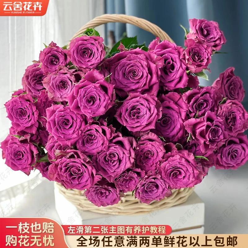 【云舍花卉】【蓝莓】多头玫瑰 全场任意满两单及以上鲜花包邮