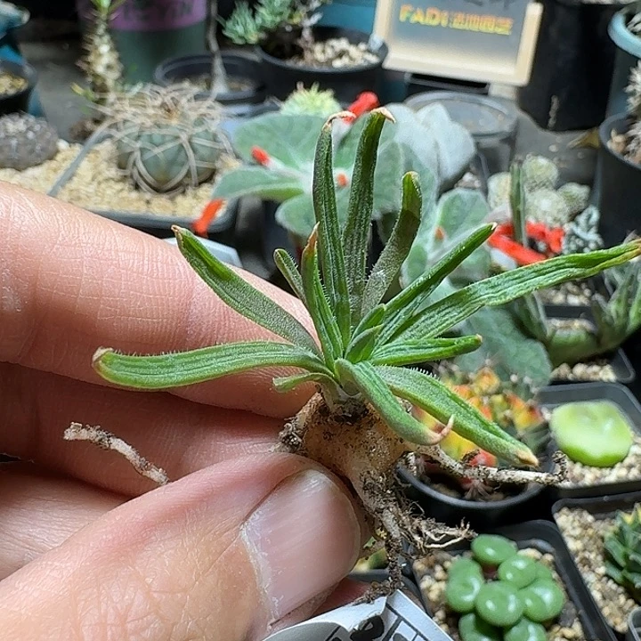375块根寿脱土发货