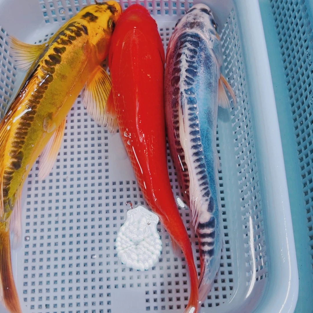 锦鲤锦鲤冷水鱼观赏