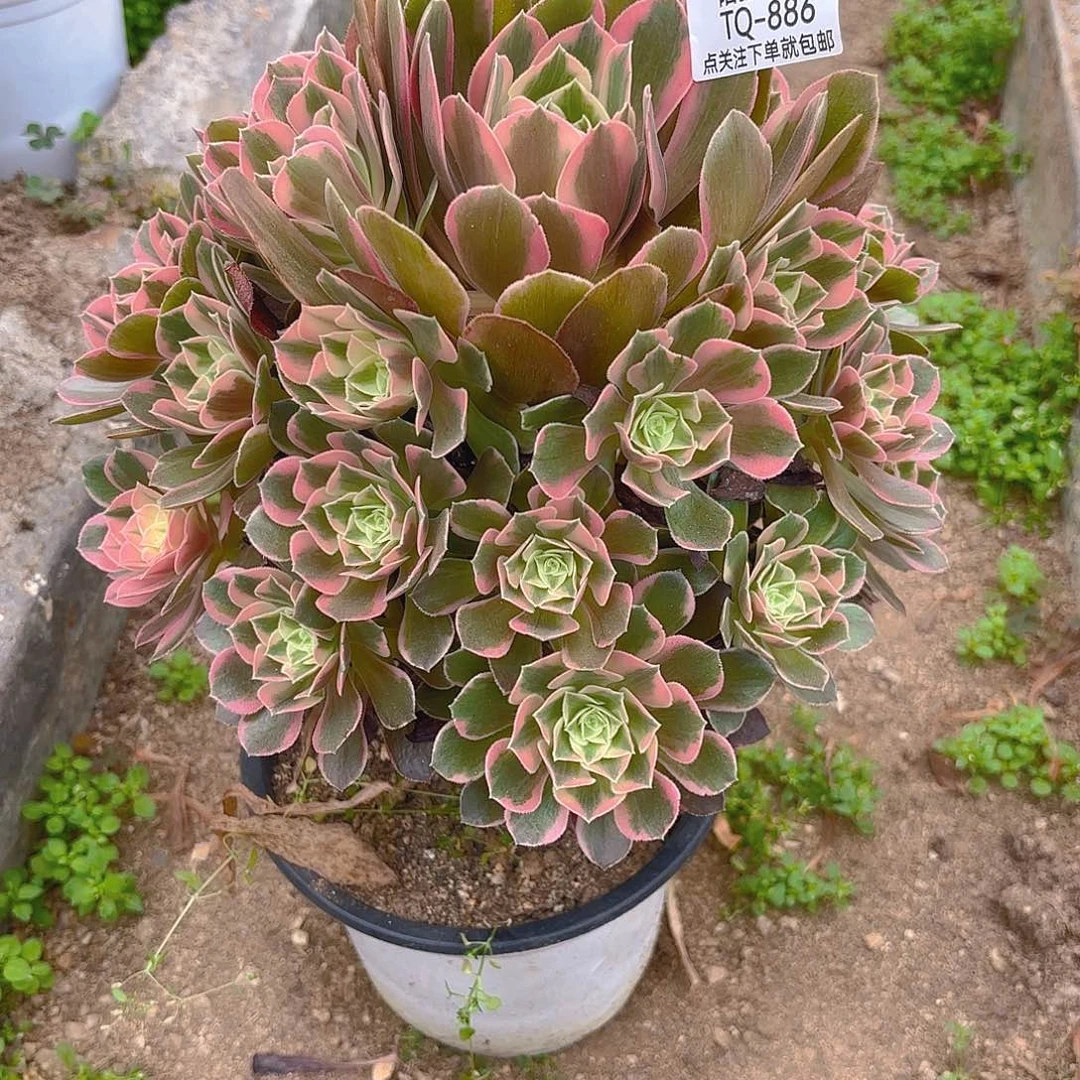 女妖多肉植物五号886