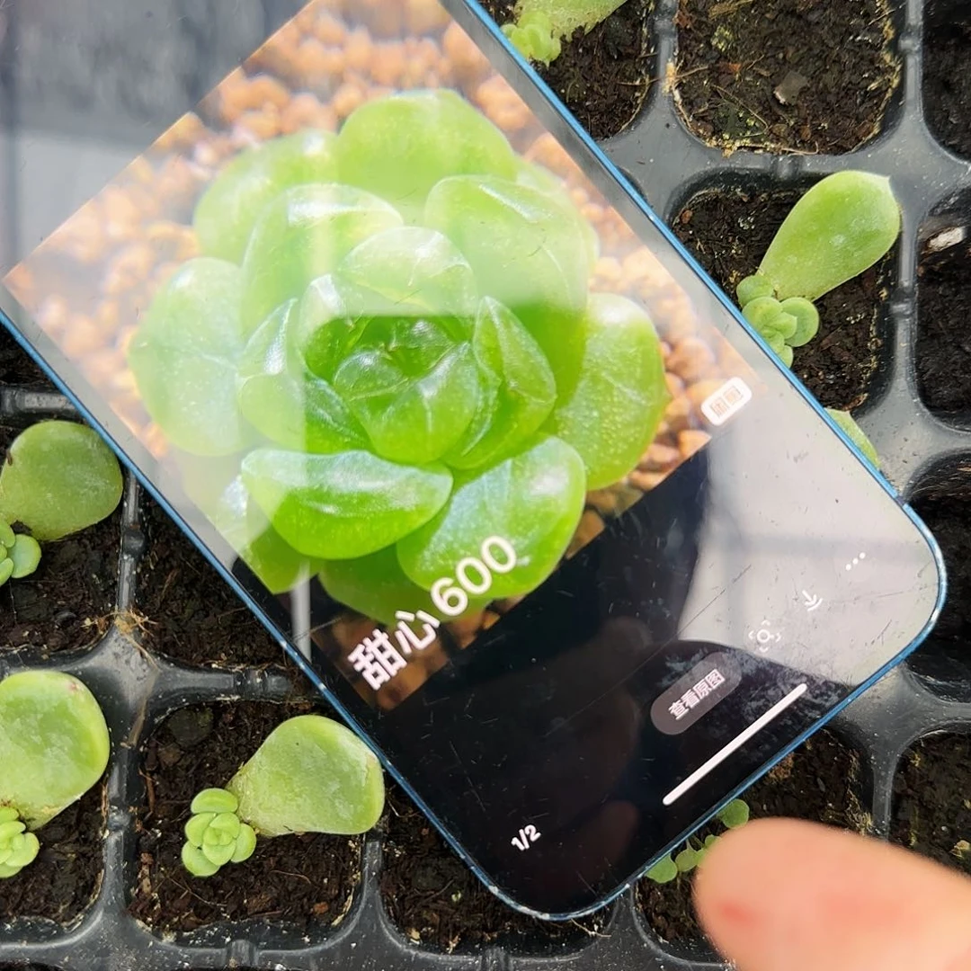 甜心600 小苗穴一个满25包邮