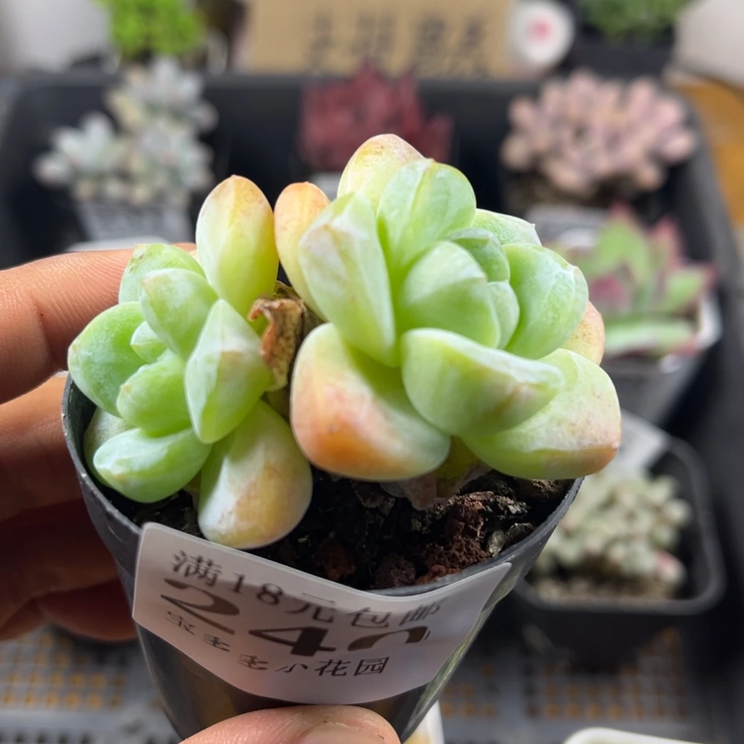 双头冰玉到手一颗一物一拍满18包邮满26送一颗小肉肉