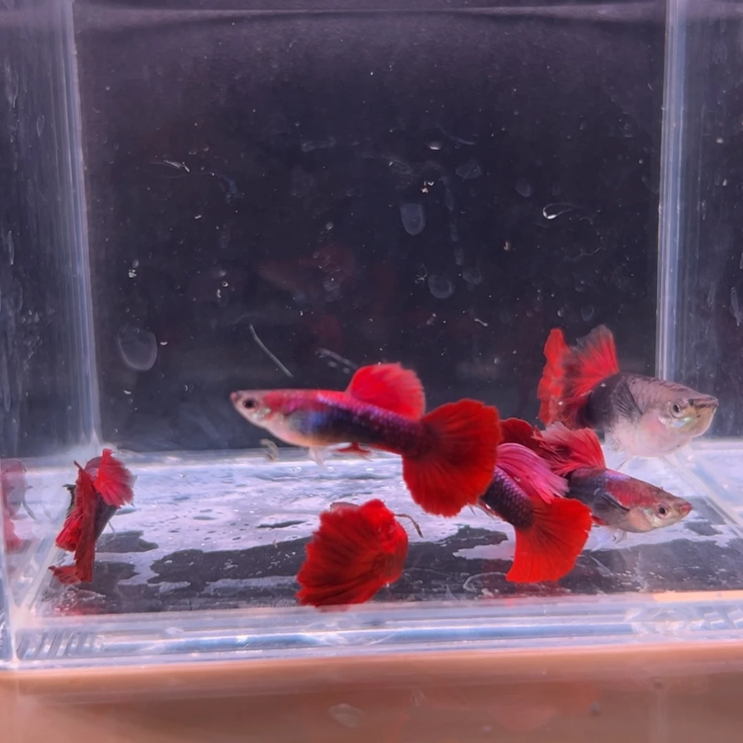 孔雀鱼菊花帆褶扇一对多的备损