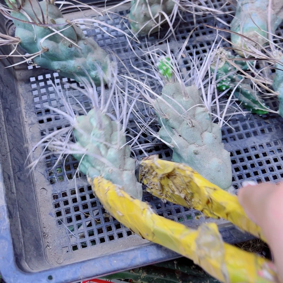 下27武藏野斑点软歪无根侧芽5公分左右20包邮