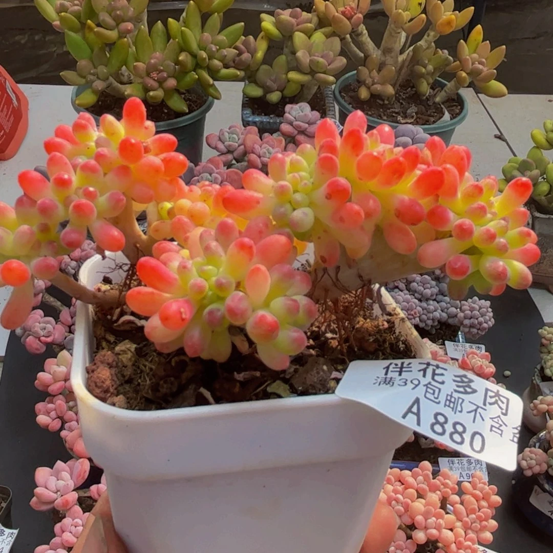 880乙女心缀9cm多肉植物