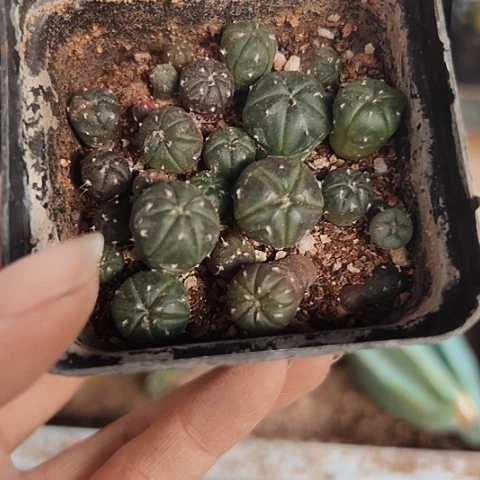 当前无花栽培后可以开花530仙人球