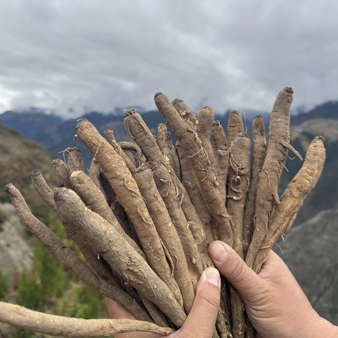 正宗阿坝藏当归  干货甜当归无熏硫可炖汤煮水