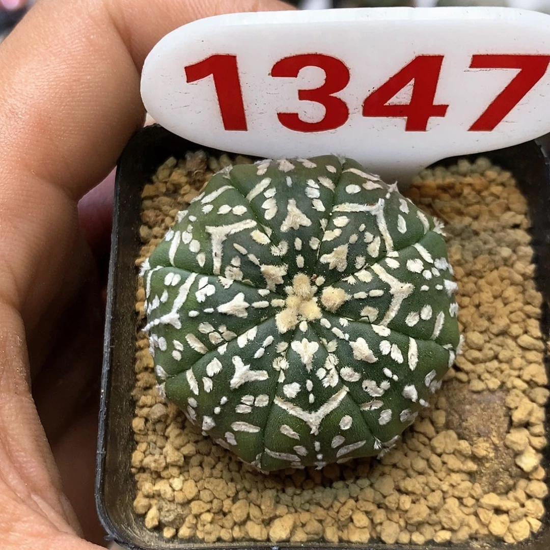 1347福利特价来了哦耶