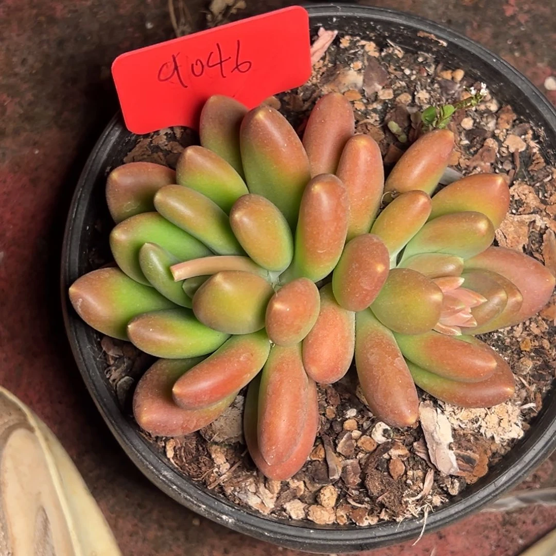 9046号晚上多肉植物群生吃饭