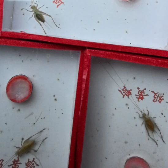 蟋蟀安徽大黄蛉呀长须三个