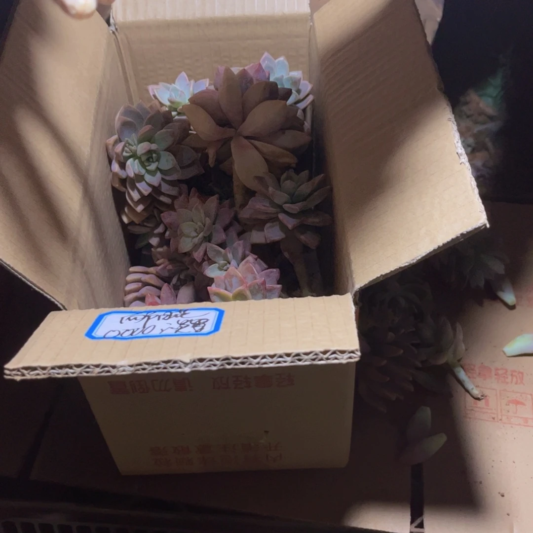 向*花淡雪断枝装箱 不售后
