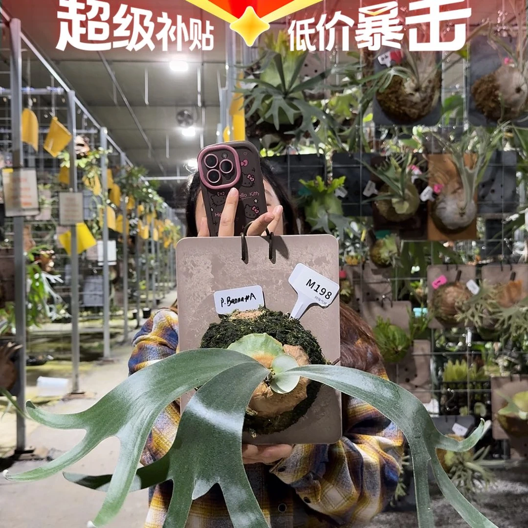 不开花植物M198-banna A侧芽