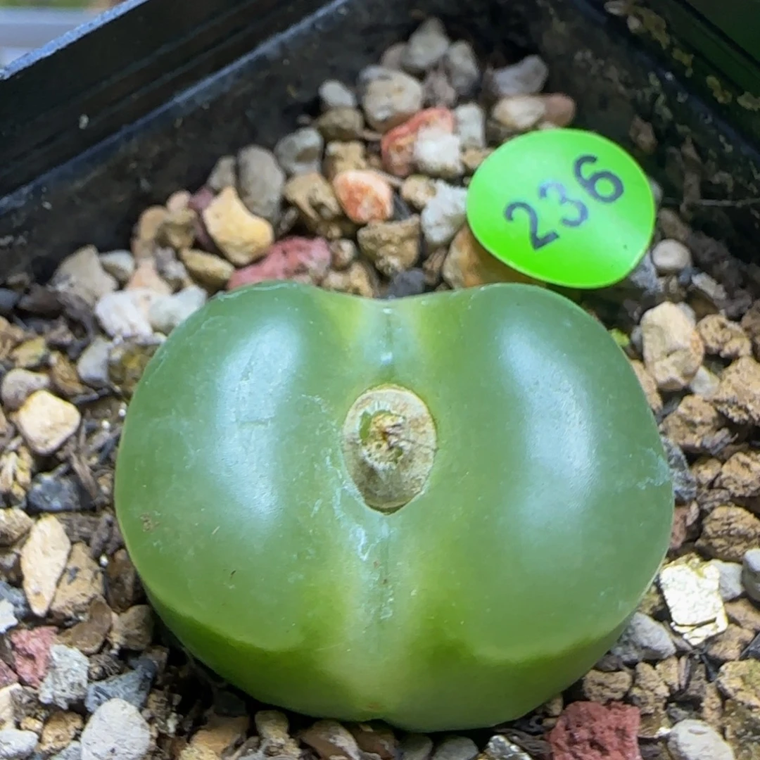 拉登2.6翻窗多肉植物236