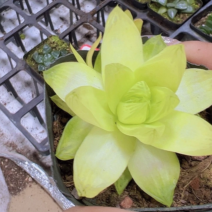 黄金雨露19包邮多肉植物