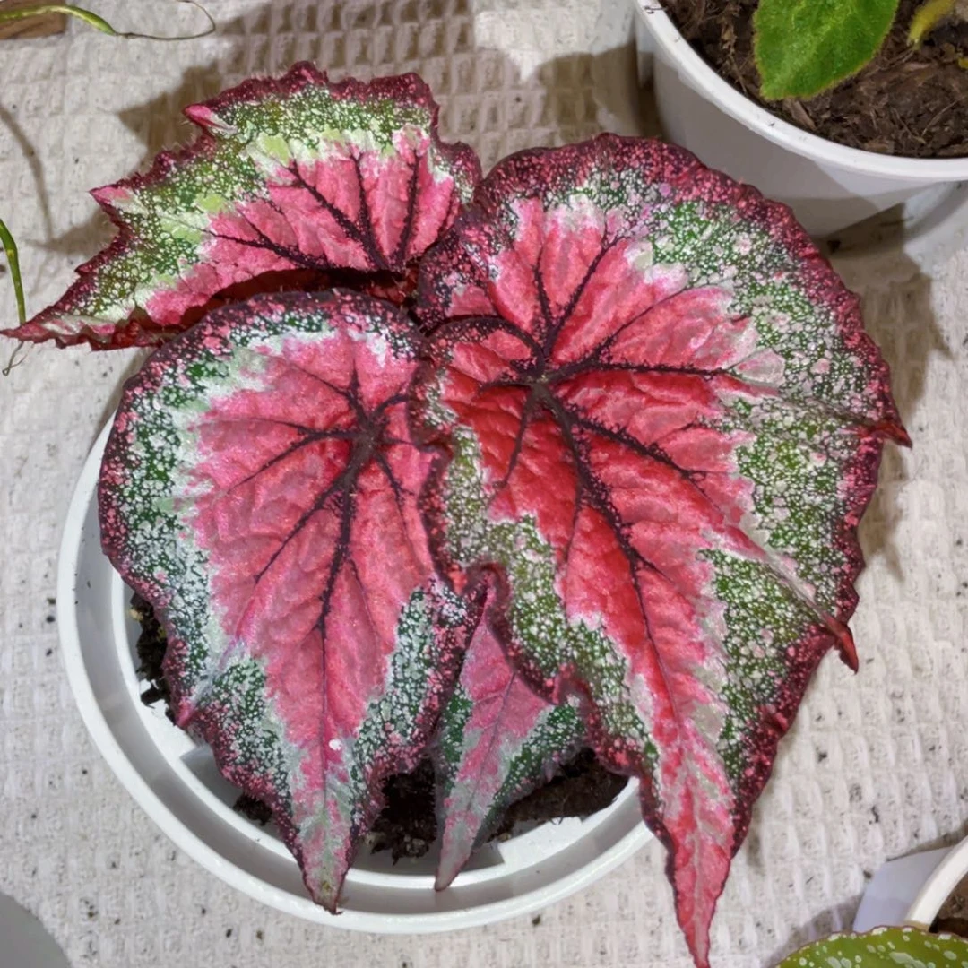 完全开放甜心风暴秋海棠