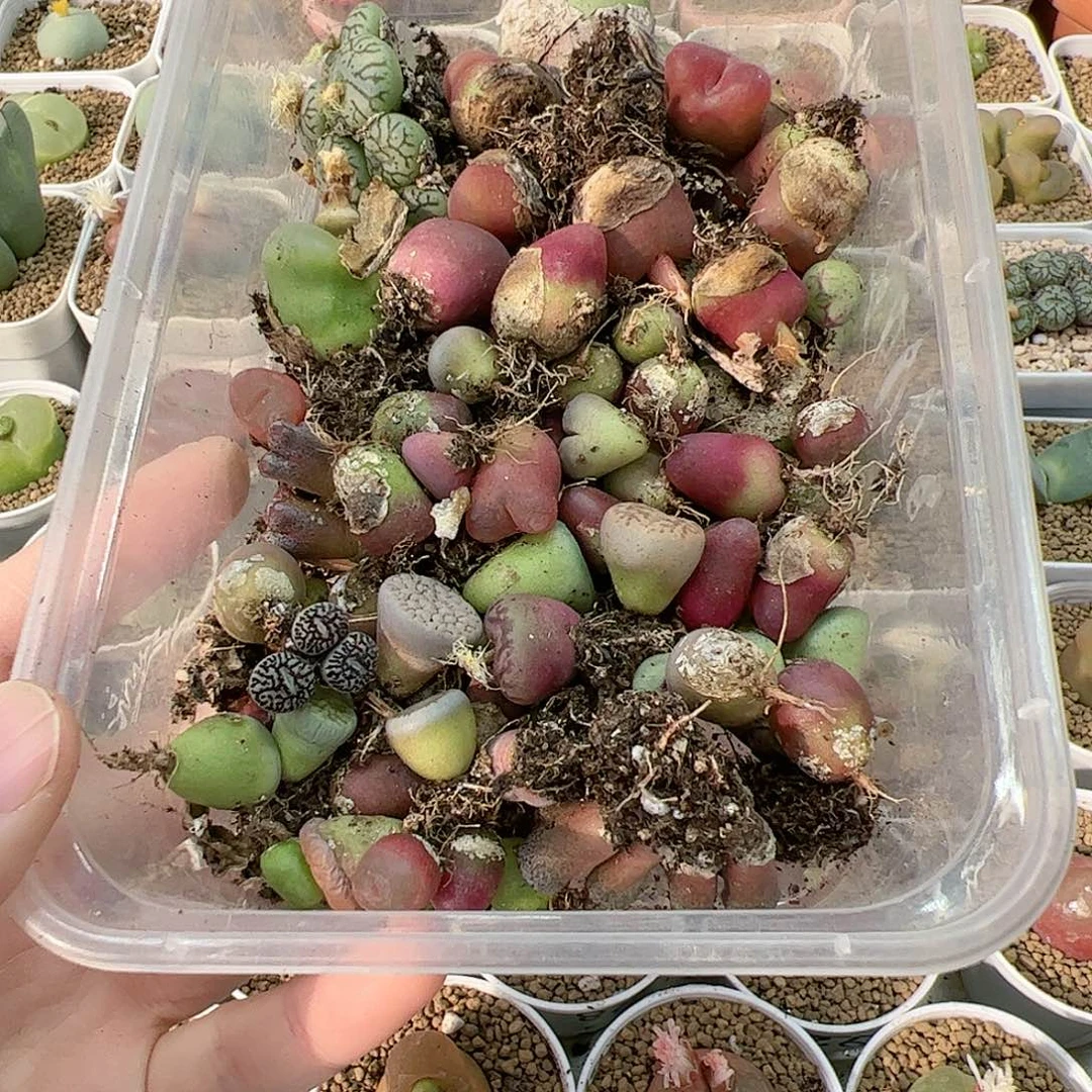 【闪购商品】359 清盒